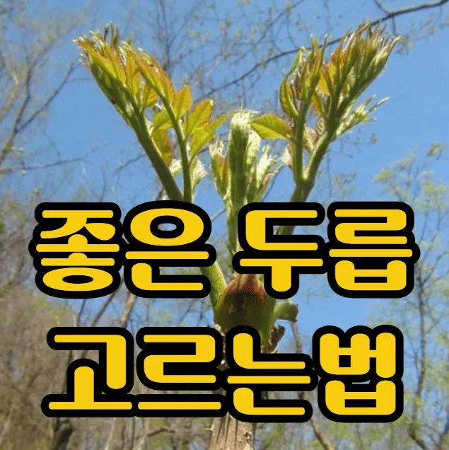 좋은 두릅 고르는 법 실패 없이 고르는 핵심 기준